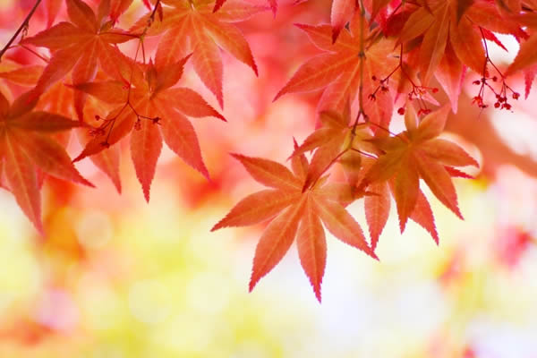紅葉を名古屋の近場で楽しむ！プチドライブにおすすめスポット5選